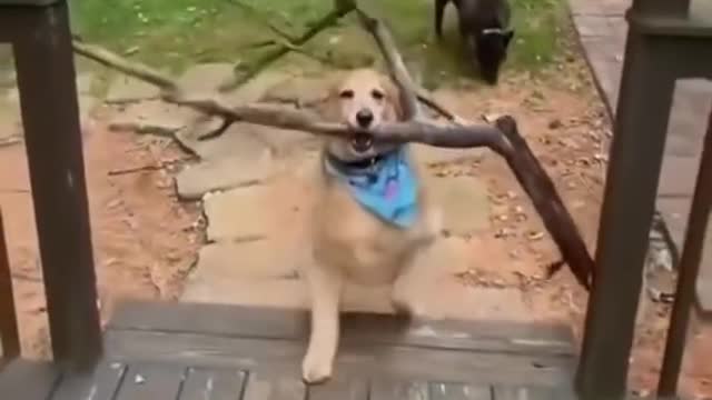 Good Boy Dog Brings A Stick That's Too Big To Fit In The Steps! (ADORABLE)