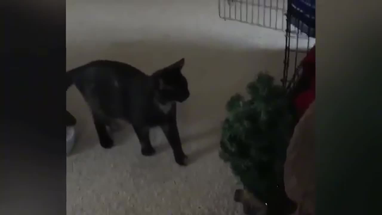 The Funniest Cats and Dogs Videos of 2024! 🤣🐶 Funny Dogs and Cats Make You Unable To Stop Laughing🤣