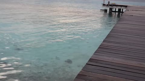 THE BEAUTIFUL VIEW OF MALDIVES