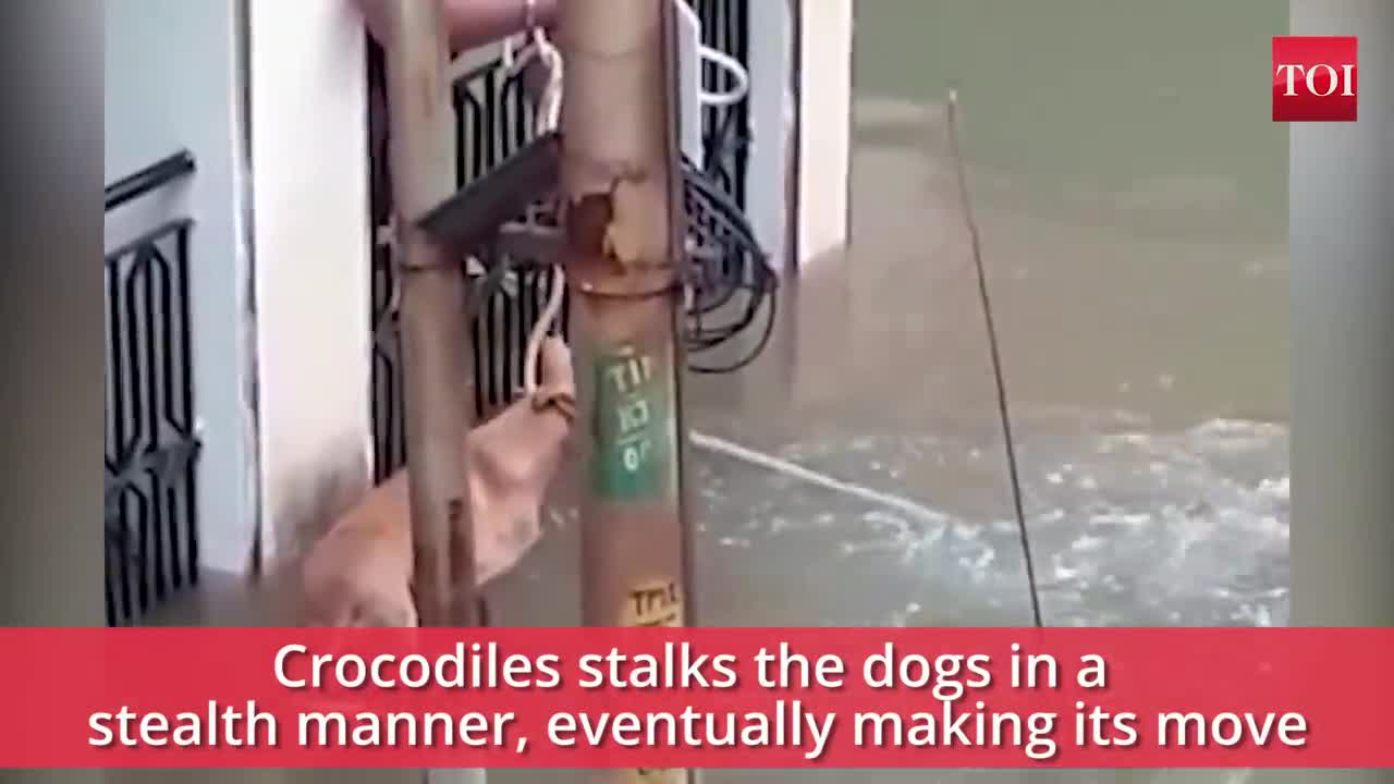 When a crocodile almost eats a dog