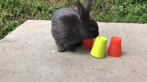 Clever Bunny Alex Knocks Over Cups for Treats!