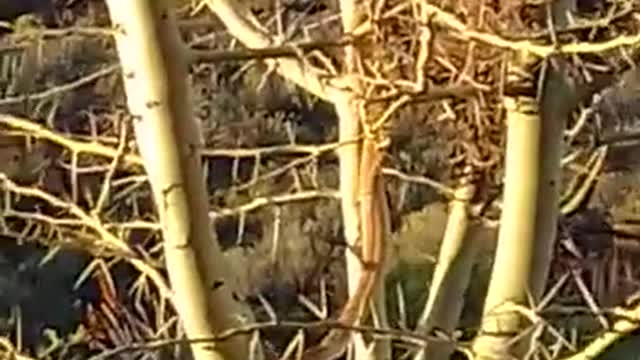 Snake Steals From Bird's Nest