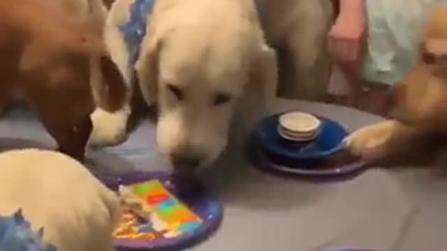 This is the kind of party I want to be invited to! 😍