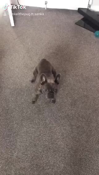Hilarious French Bulldog Chases Laser Pen