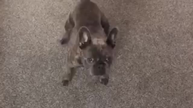 Hilarious French Bulldog Chases Laser Pen