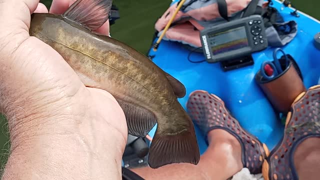 A small catfish