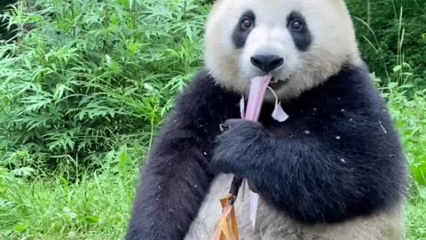 Panda loves to eat