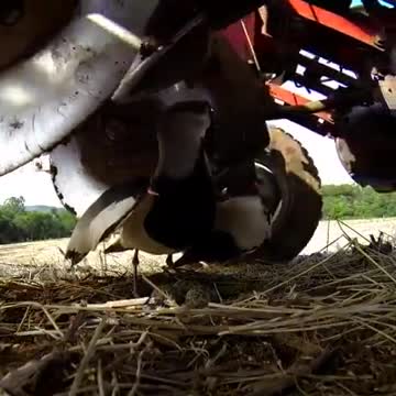 Mama Bird protecting its eggs facing great risk of being crushed by tractor