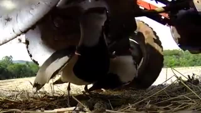 Mama Bird protecting its eggs facing great risk of being crushed by tractor