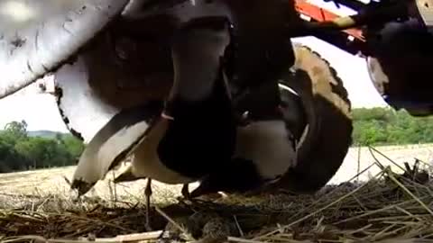 Mama Bird protecting its eggs facing great risk of being crushed by tractor