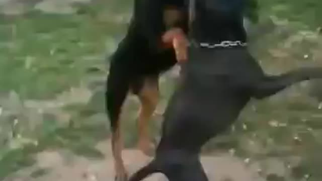 Dos perros jugando con la soga