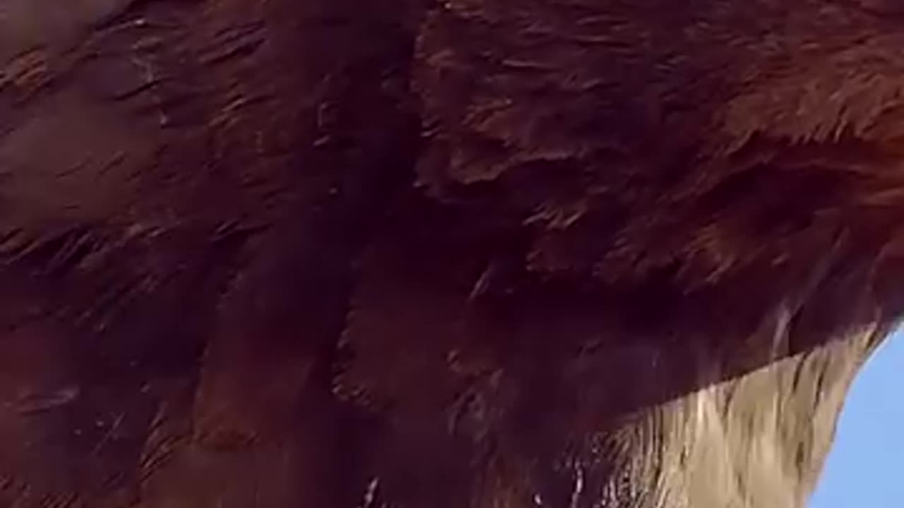 Eagle sharp mind