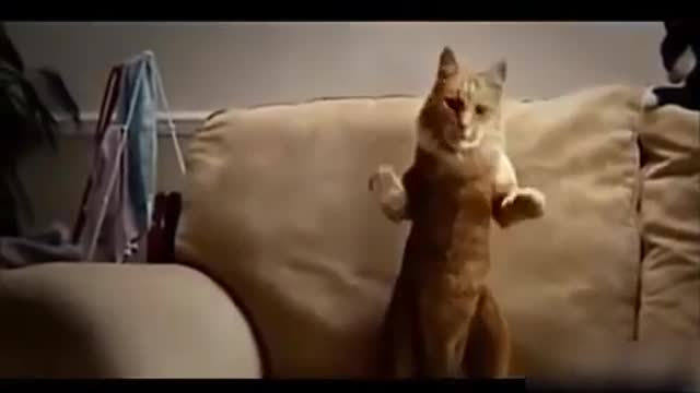 FUNNY CAT VIDEOS