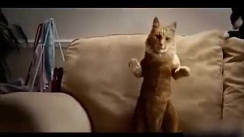 FUNNY CAT VIDEOS