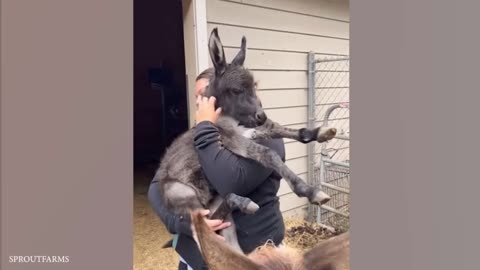 When you have Donkey as pet