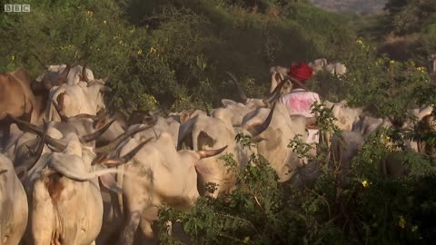 Fear of the Leopard | Leopards: An Unnatural History | BBC Earth