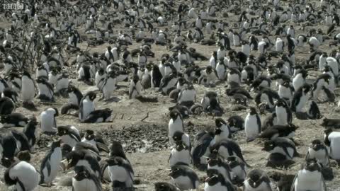 Hilarious Penguins Learn To Climb | Wild Patagonia | BBC Earth