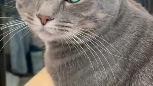 Those eyes see your soul.Beautiful