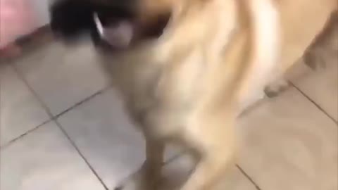 THIS DOG WILL BLOW YOUR MIND (MUST WATCH)