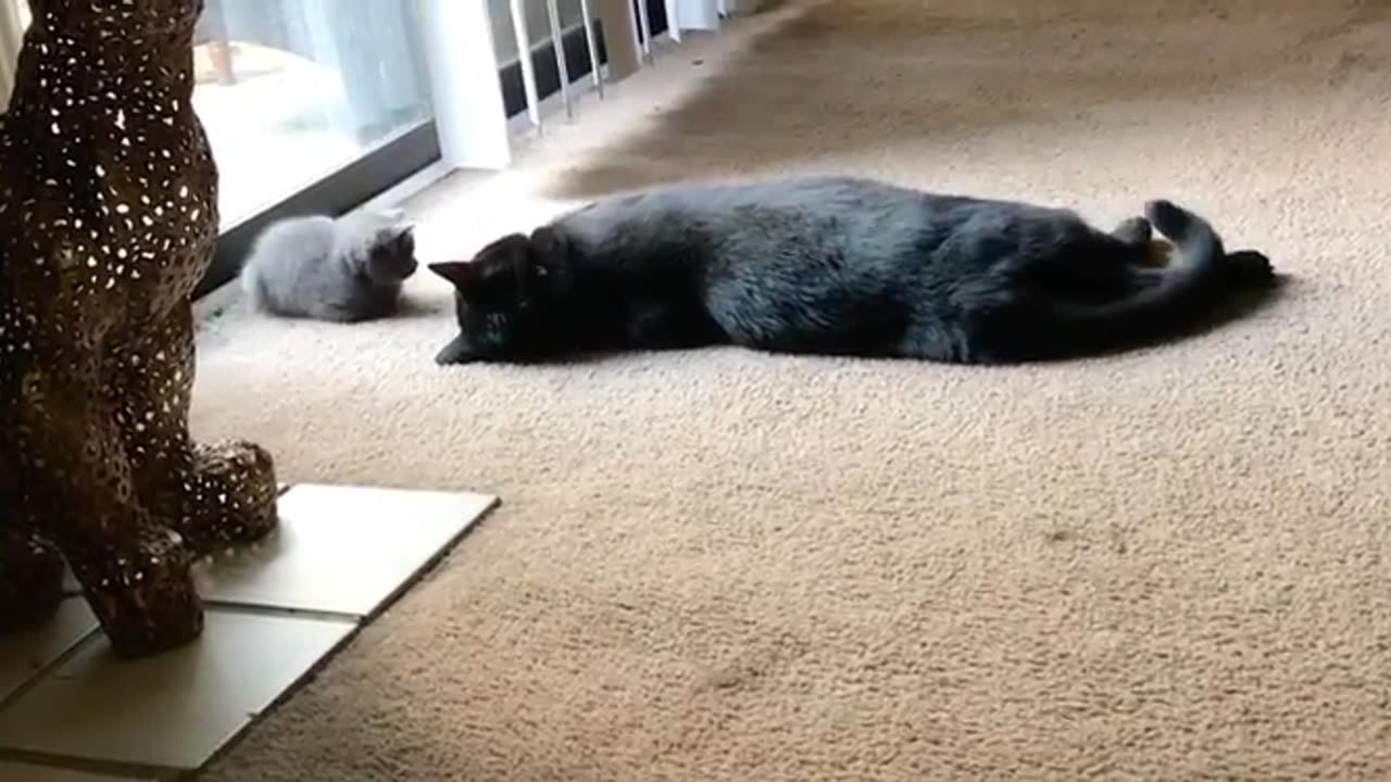 Cat Meets His Baby Sister