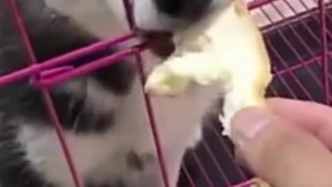 Funny Puppies And Cute Puppy Videos Compilation _BEST OF_ [try not laugh]