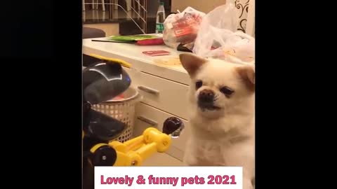 Lovely &funny pets 2021