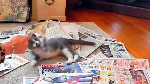 FUNNY CAT best short videos