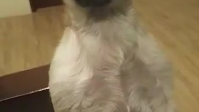 Do Your Pet Dog Sit or Stand Like This?