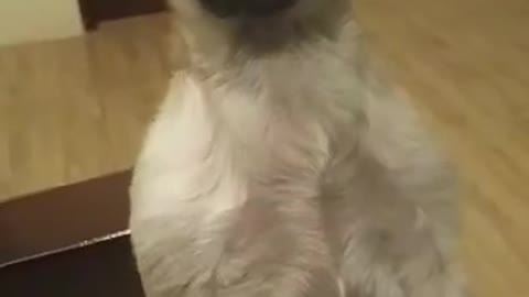 Do Your Pet Dog Sit or Stand Like This?