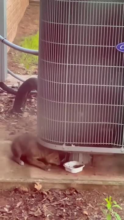 Young COYOTE Pup Eating #shorts