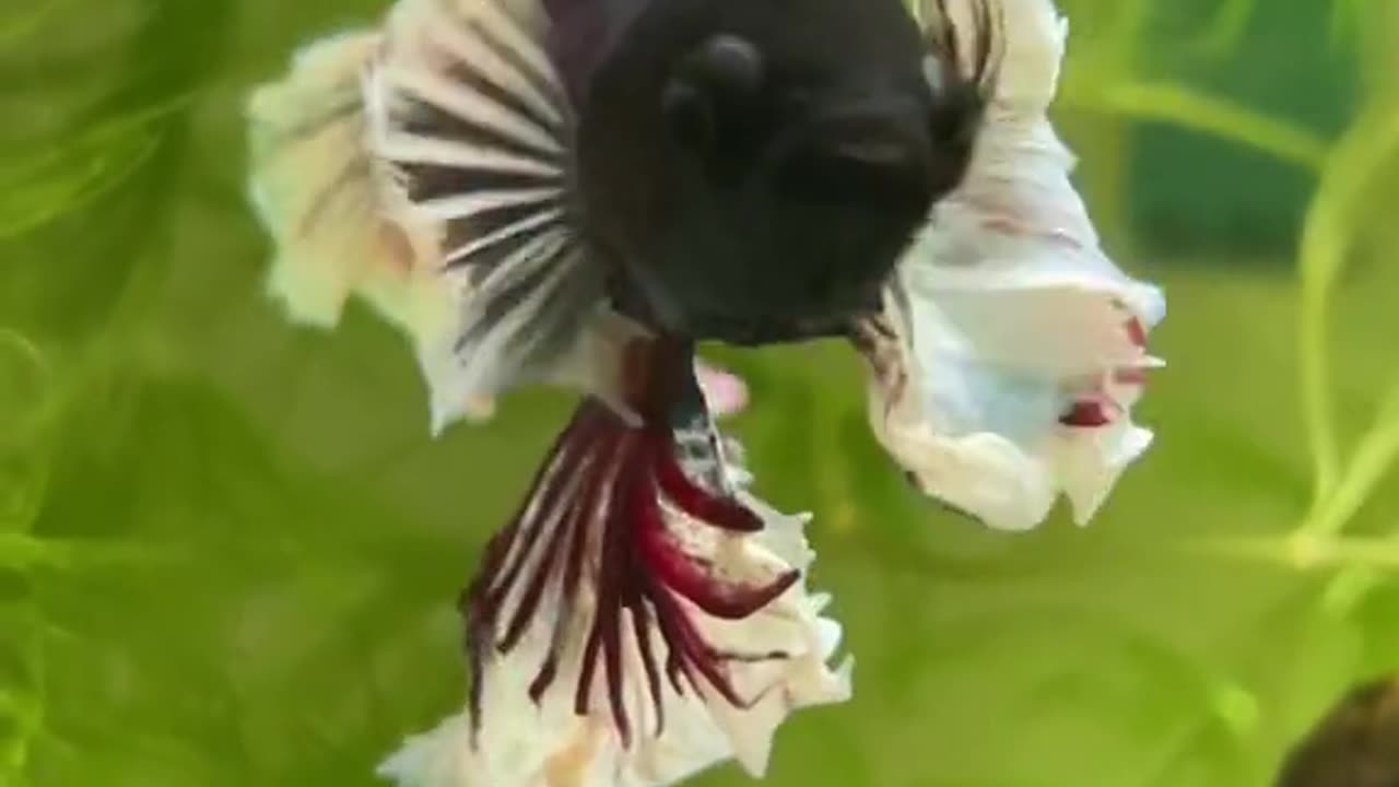 SIAMESE FIGHTING FISH