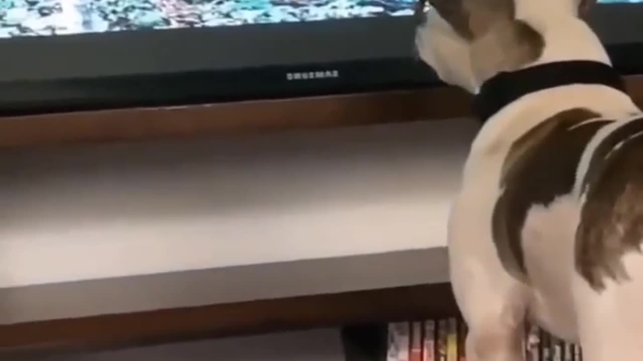 Wait and watch funny and crazy video