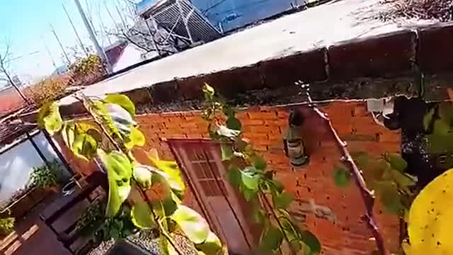 Incredible Cat Flies From Tree to Top of Building – Must Watch!