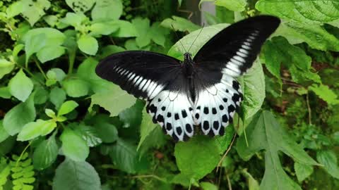 Attractive butterfly