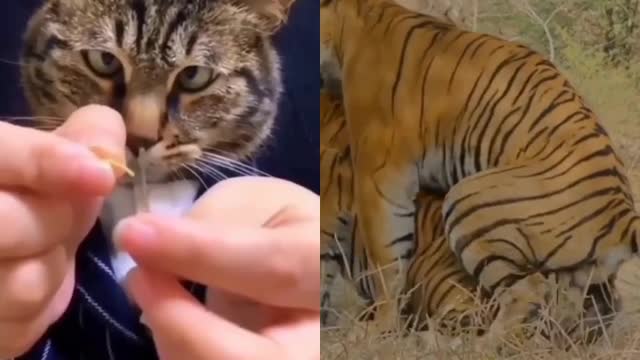 Cats and tiger getting fun with 🐶😁🔥🔥😂😁😂😁🔥😁🔥