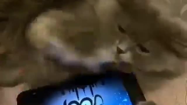 Cute cats video.... ..😍