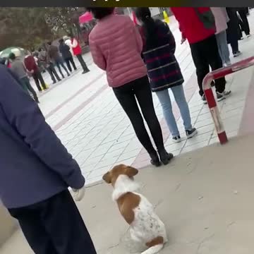 Animal in que like human