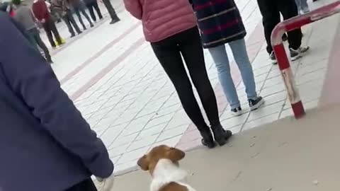 Animal in que like human