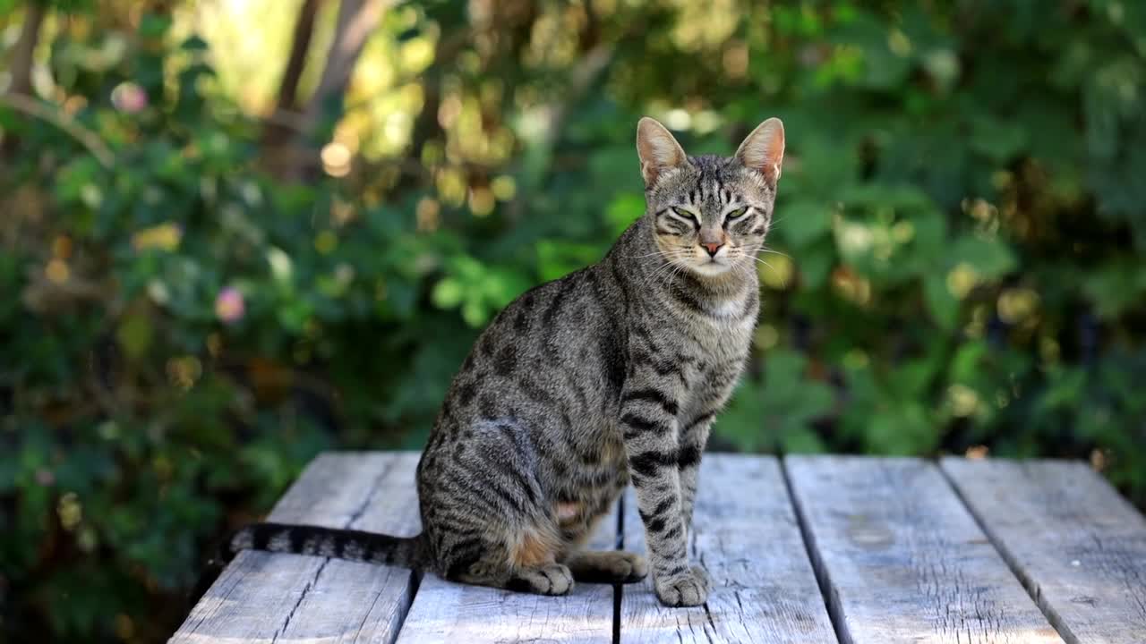 Cat is_looking_very_Beautiful#Cute cat 🐱