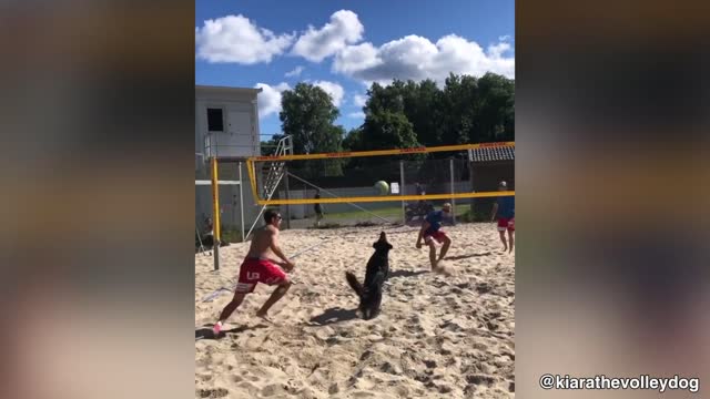 Dog is playing volleyball