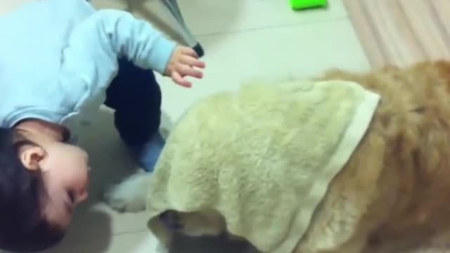 Golden Retriever Dog & baby.......❤️❤️❤️
