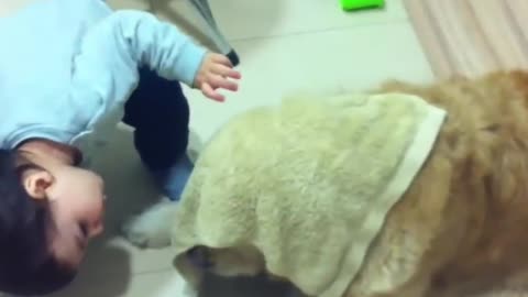 Golden Retriever Dog & baby.......❤️❤️❤️