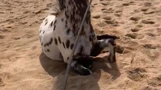 Appaloosa gelding loves his rolls