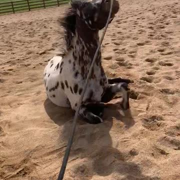 Appaloosa gelding loves his rolls