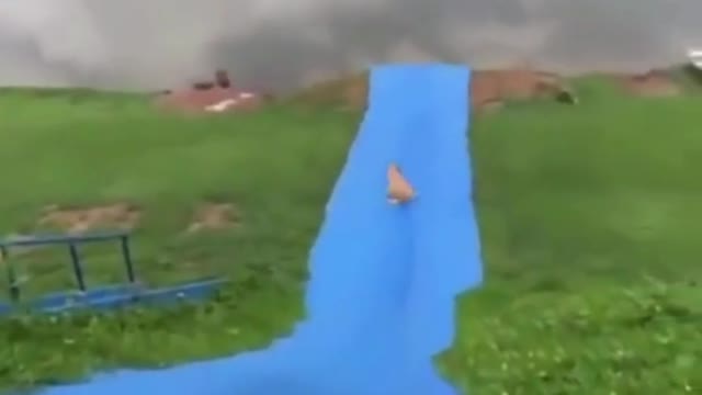 Funny Dogs