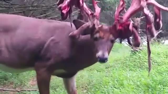 This Is How A Buck Sheds His Antlers