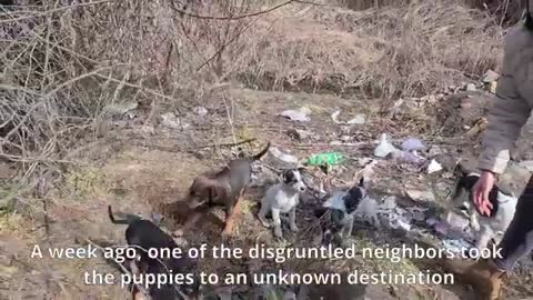 The mother dog who found the lost puppy