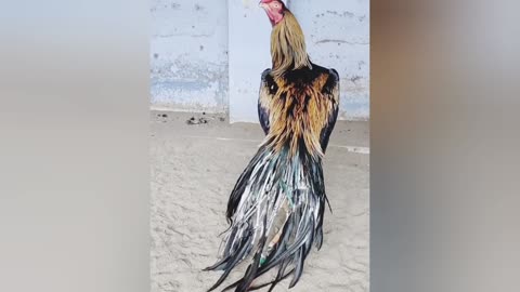 Birds 🐓🐓🐓🐓/ Beautiful Rooster short vedio