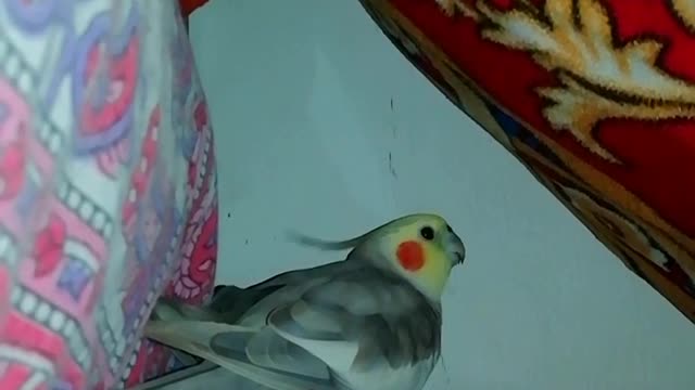 Cute cockatiel found new home |Not allowing anyone to enter