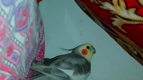 Cute cockatiel found new home |Not allowing anyone to enter